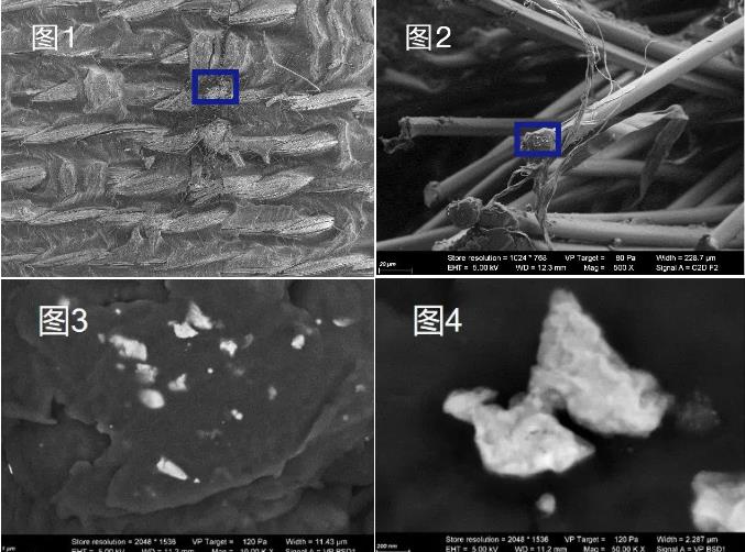 西双版纳蔡司西双版纳扫描电镜